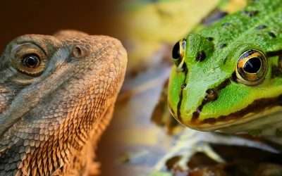 Are Frogs Poisonous to Bearded Dragons?