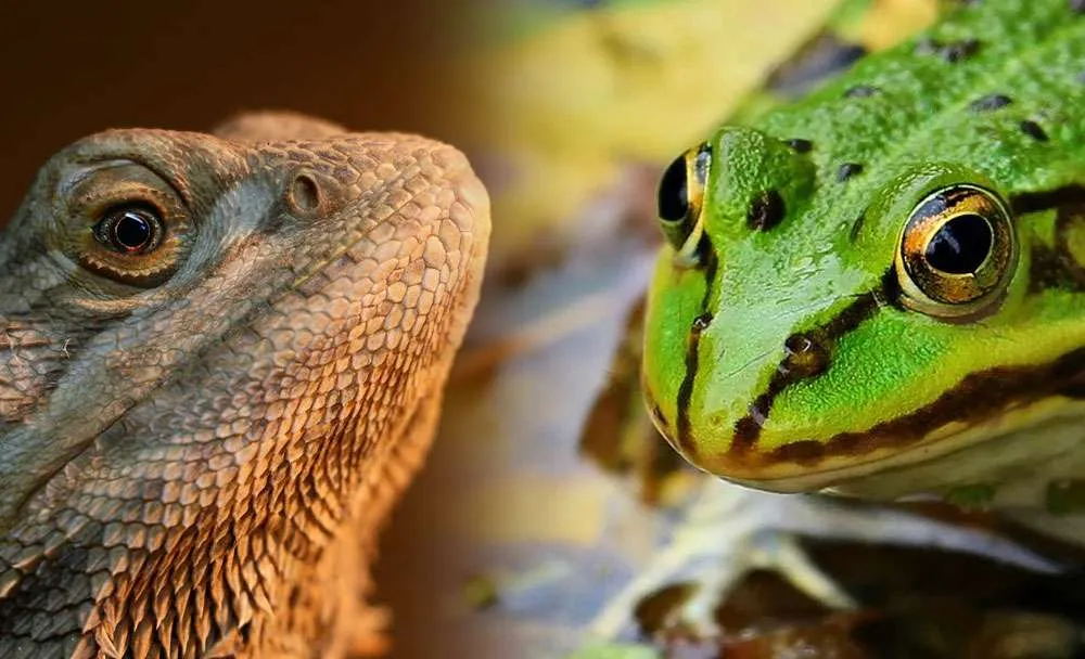 frogs poisonous to bearded dragon