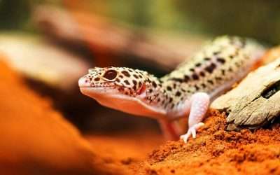 How to tell if a Leopard Gecko is Choking