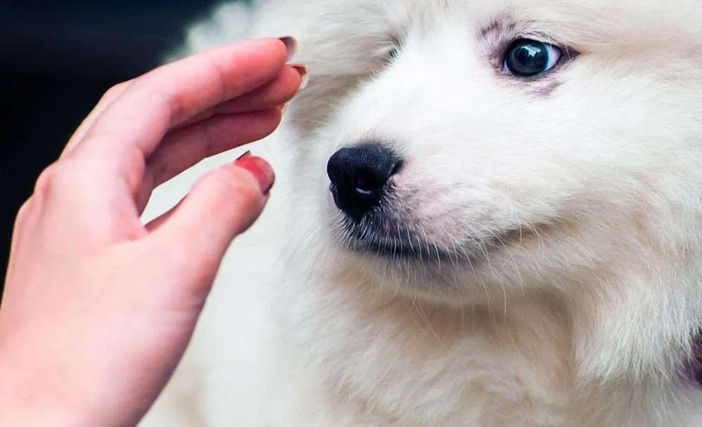 training samoyed dogs