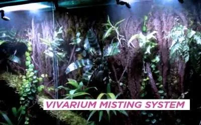 Vivarium Misting (A Complete Guide)
