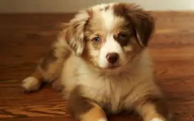 How to Stop a Border Collie Puppy from Biting