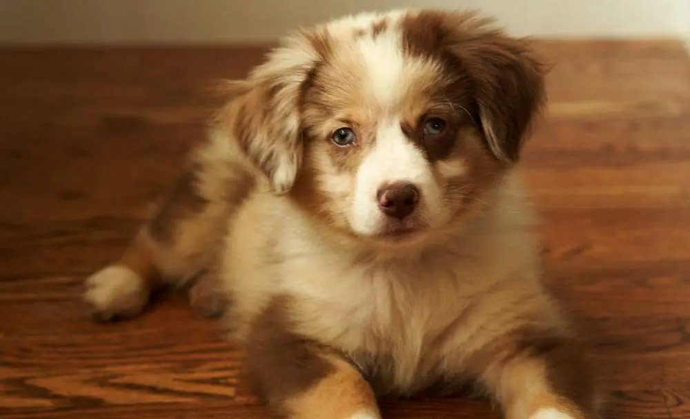 Stop Border Collie Puppy from Biting