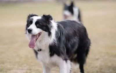 Separation Anxiety in Border Collie