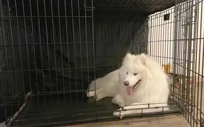Crate Training Samoyed: A Complete Guide for a Beginner