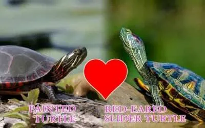 Can Painted Turtles mate with Red-Eared Sliders
