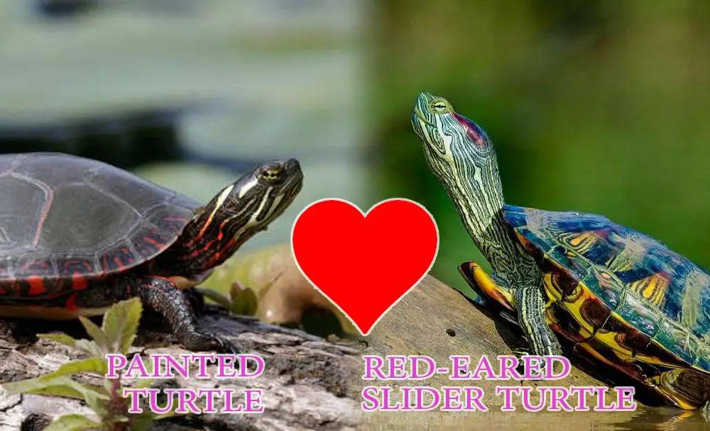 Painted Turtles mates Red-Eared Sliders