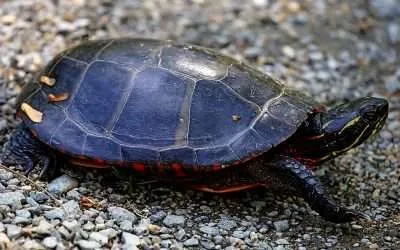 How long can Painted Turtles go Without Eating