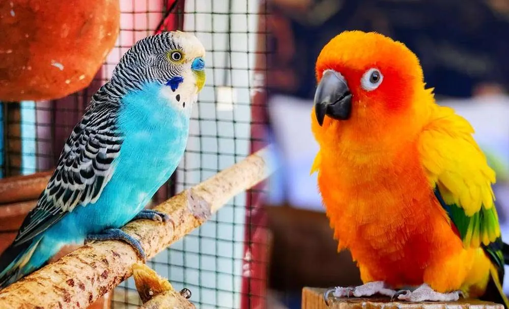 Parakeets and Conures