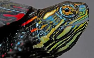 Do Pet Painted Turtles Hibernate?