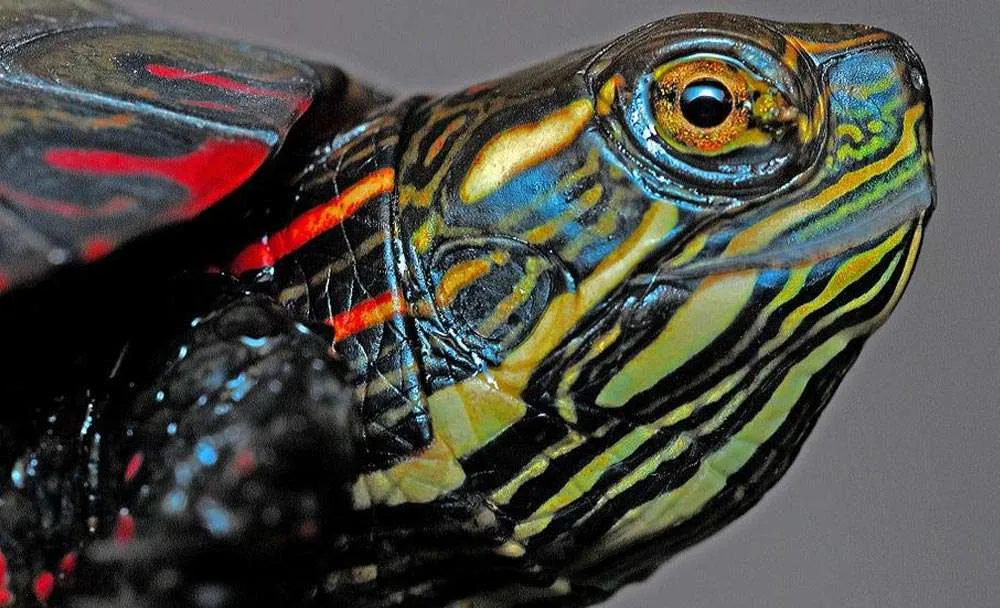 Pet Painted Turtles Hibernate