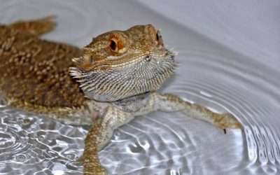 Do Bearded Dragons absorb Water through their bodies?