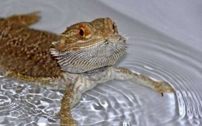 Do Bearded Dragons absorb Water through their bodies?