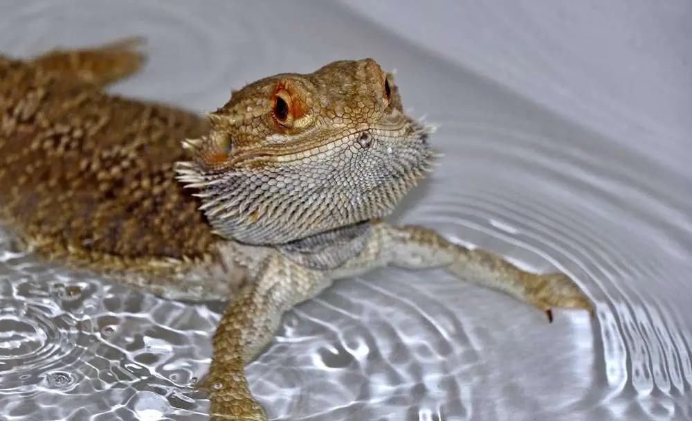 Do Bearded Dragons Absorb Water Through Their Skin?