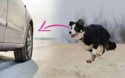 Why is My Border Collie Chasing Cars?