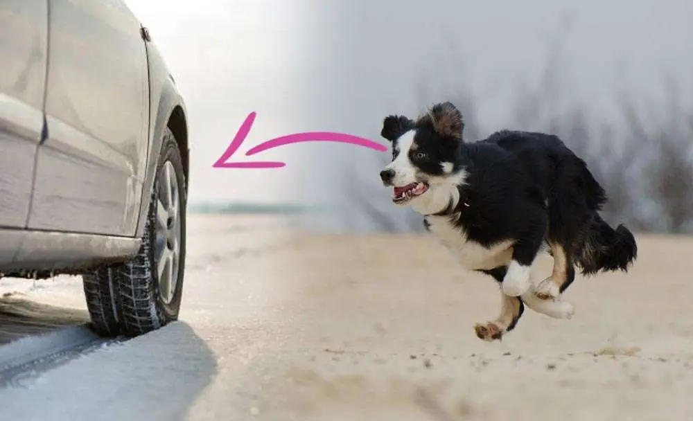 border collie chasing cars