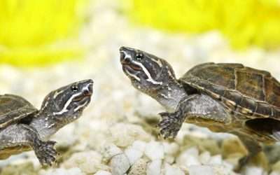 Can Musk Turtles Drown?