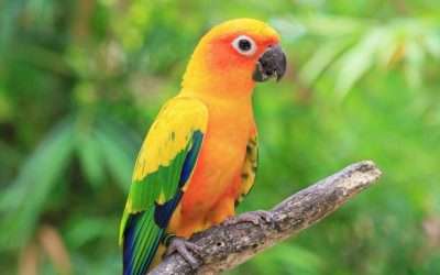 How to Gain a Conure Trust (6 Easy Steps)