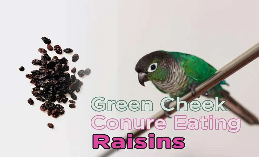 Green Cheek Conure eating Raisins