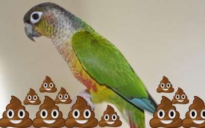 How to Potty-Train Green Cheek Conure (8 Simple Steps)