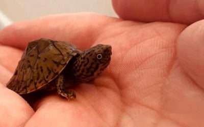 How Big do Musk Turtles Get?