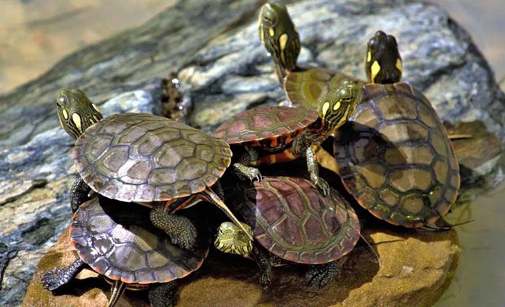 Painted Turtles like to be Alone