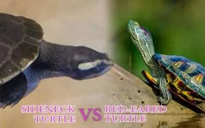 Can African Sideneck Turtles live with Red-Eared Sliders?