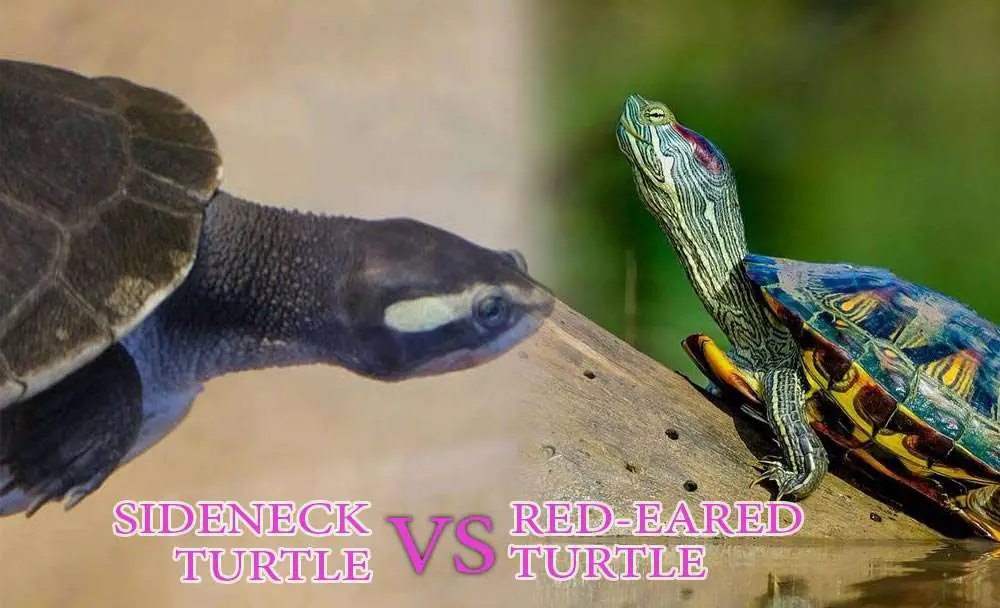 sideneck turtle vs red-eared slider