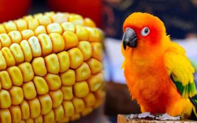 Can Conure Eat Raw Corn?