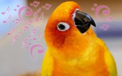 Do Sun Conures like Music?