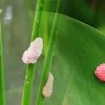 Aquarium Snail Eggs