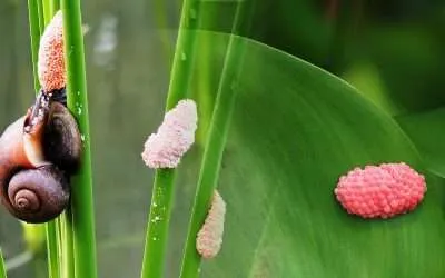 Aquarium Snail Eggs