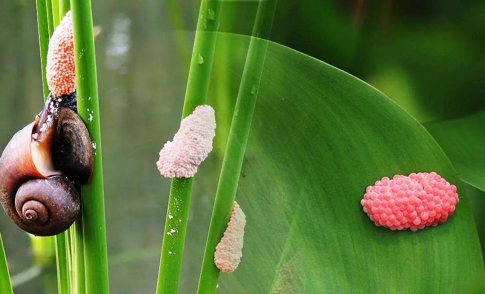 Aquarium Snail Eggs