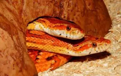 Are Male or Female Corn Snakes bigger?