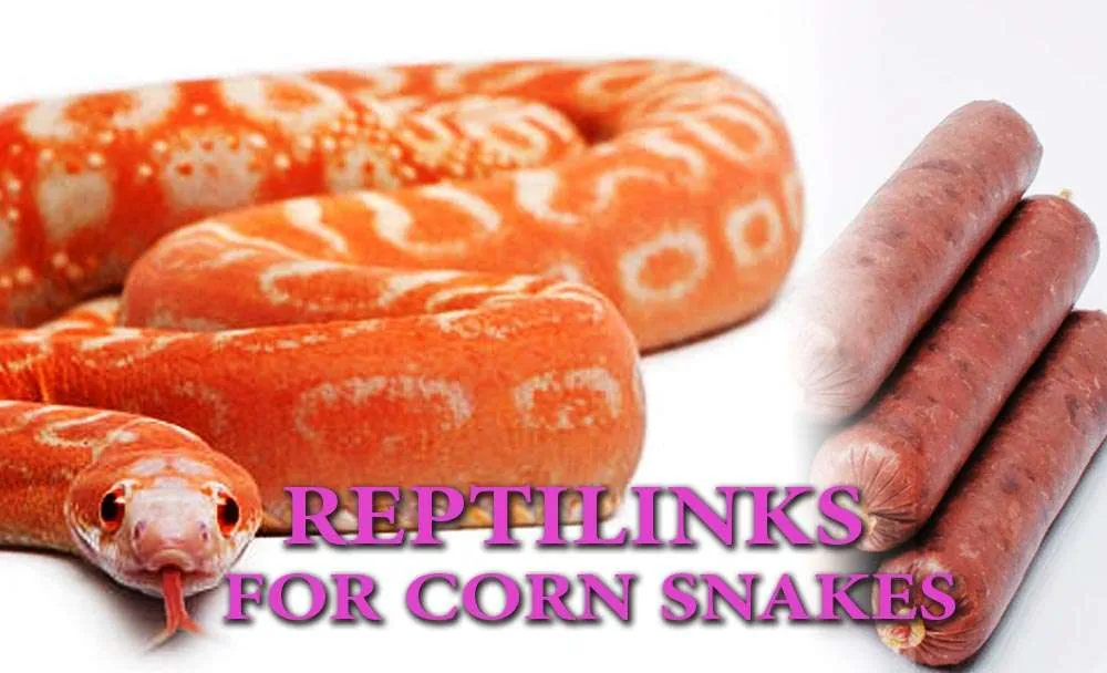 Can Corn Snakes Eat Reptilinks