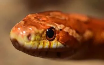 Can Corn Snakes Strangle You?