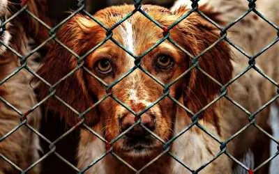 Dog Adoption Regrets (What You Should Do)