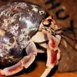 Hermit Crab Without Shells