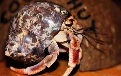 Hermit Crab Without Shells (What to Do)