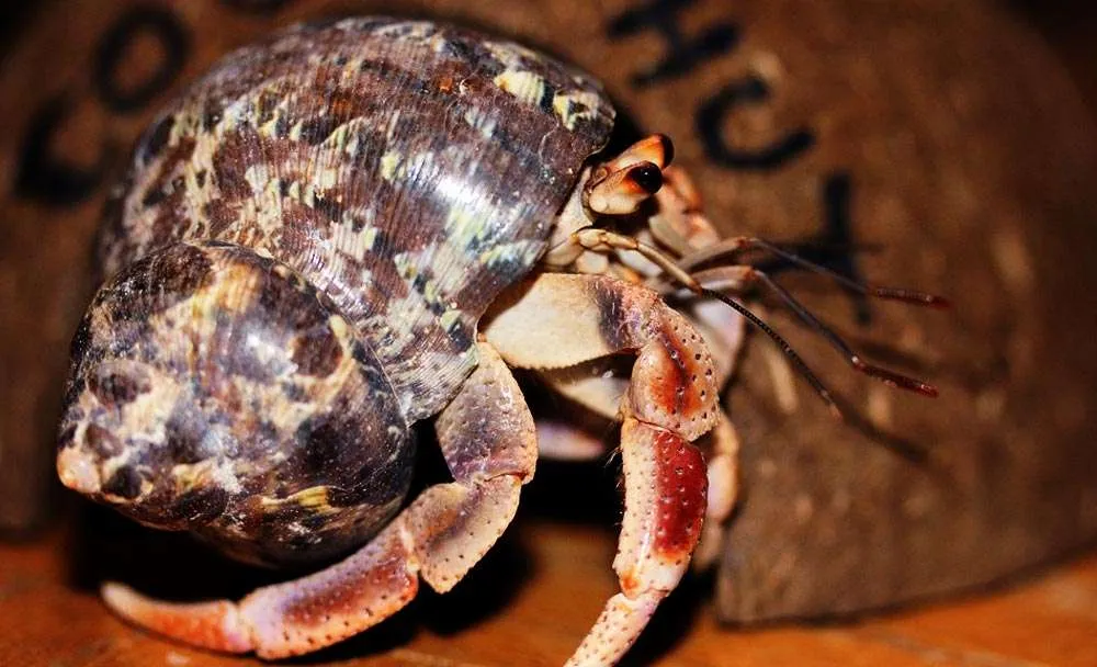 Hermit Crab Without Shells