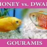 Honey Dwarf Gourami