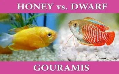 Honey vs. Dwarf Gourami