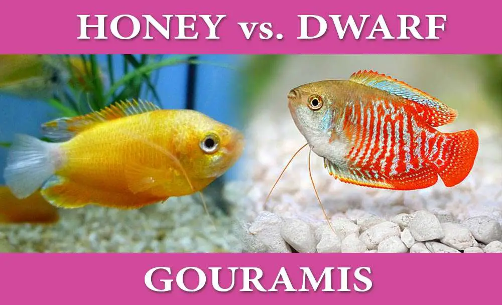 Honey Dwarf Gourami