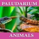 Paludarium Animals