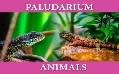 Paludarium Animals (Examples with Pictures)