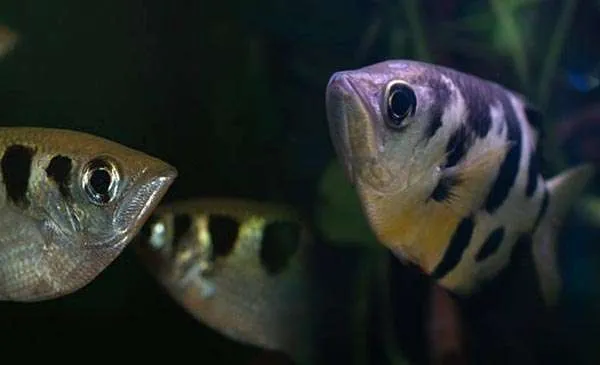 Paludarium animals archerfish