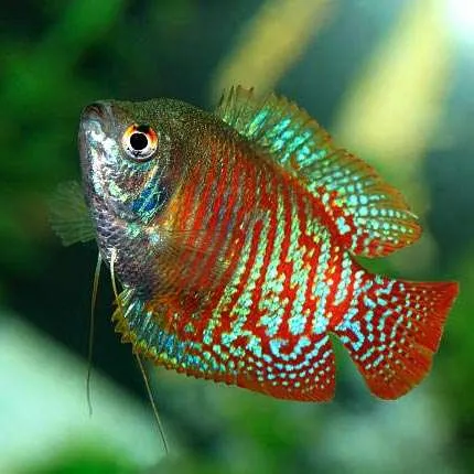 dwarf gourami