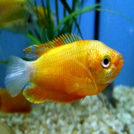 honey gourami