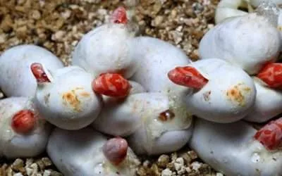 How to Incubate Corn Snake Eggs without an Incubator