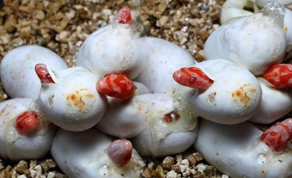 Incubating Corn Snake Eggs